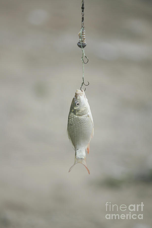 Fish Photograph - A fish on a hook, close-up. by Hagai Asher