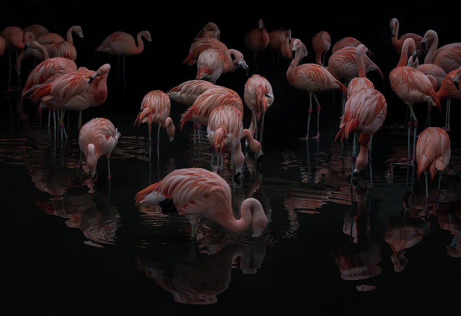 A Flamboyance of Flamingos Photograph by Phillips and Phillips - Fine ...