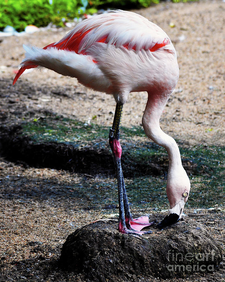 A Flamingos Take On A Headstand Photograph by Frances Ann Hattier