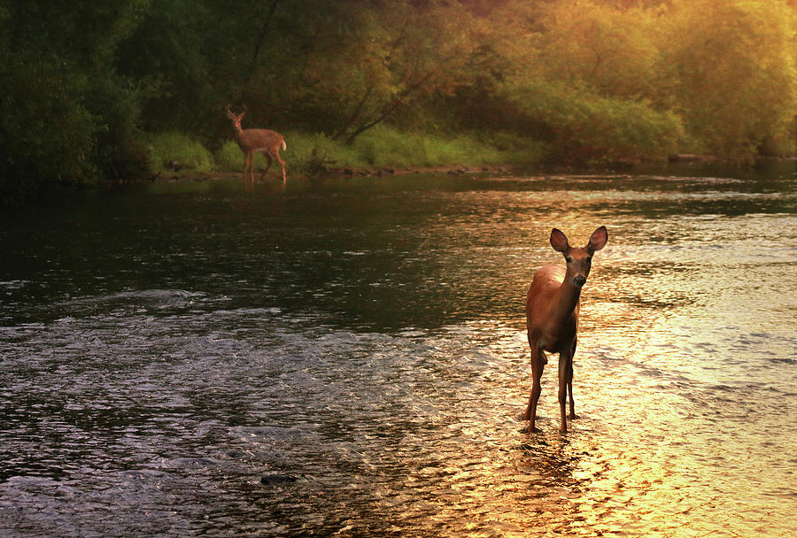 Deer Photograph - A Fleeting Moment by Rob Blair