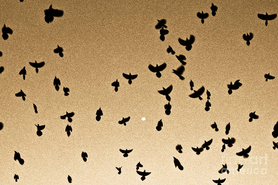 A Flight of Grackles Circling the Moon Photograph by John Harmon