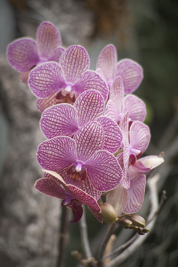 A Flight of Orchids Photograph by Morris McClung