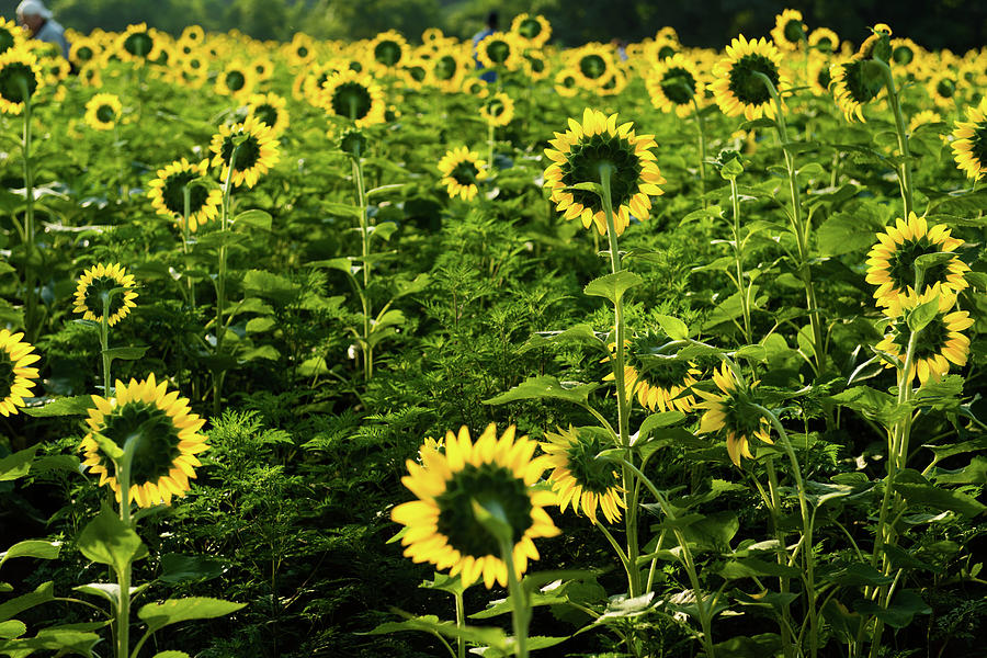 A Flock of Blooming Sunflowers Photograph by Dennis Dame