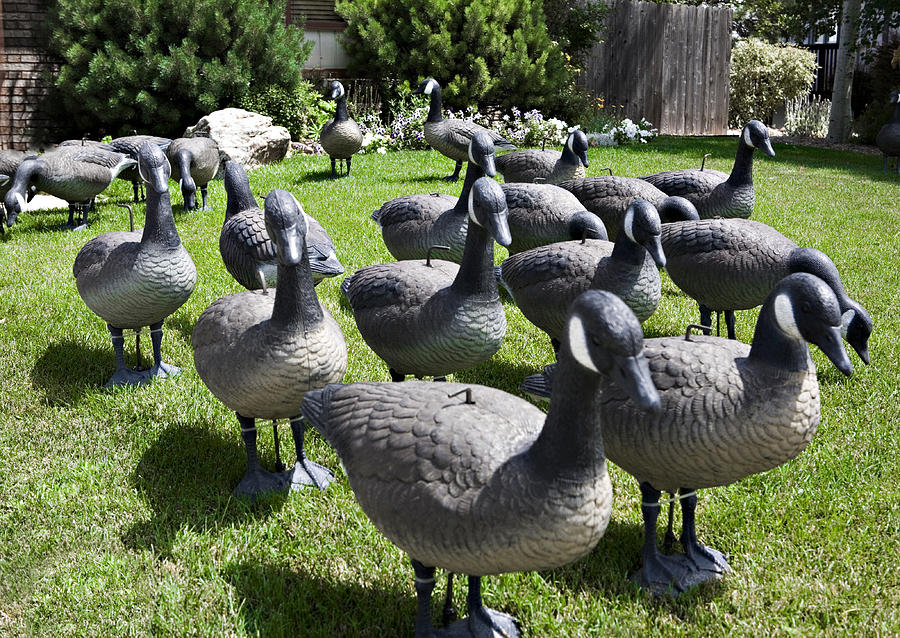 A Flock of Decoys Photograph by Marilyn Hunt