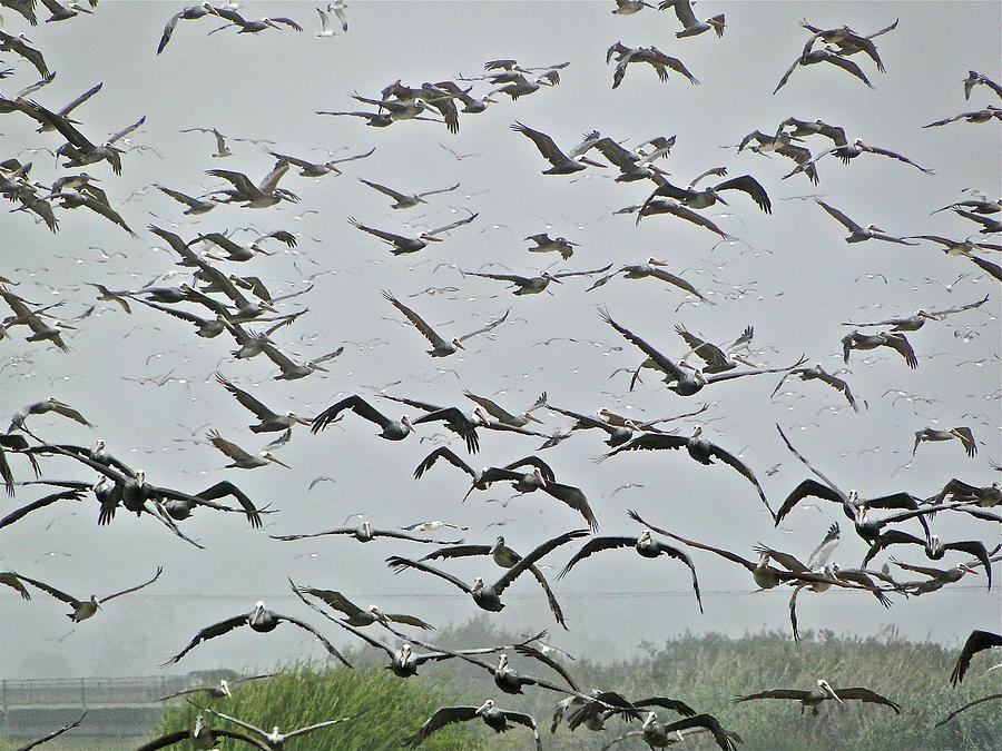 A Flock of Pelicans Photograph by Liz Vernand