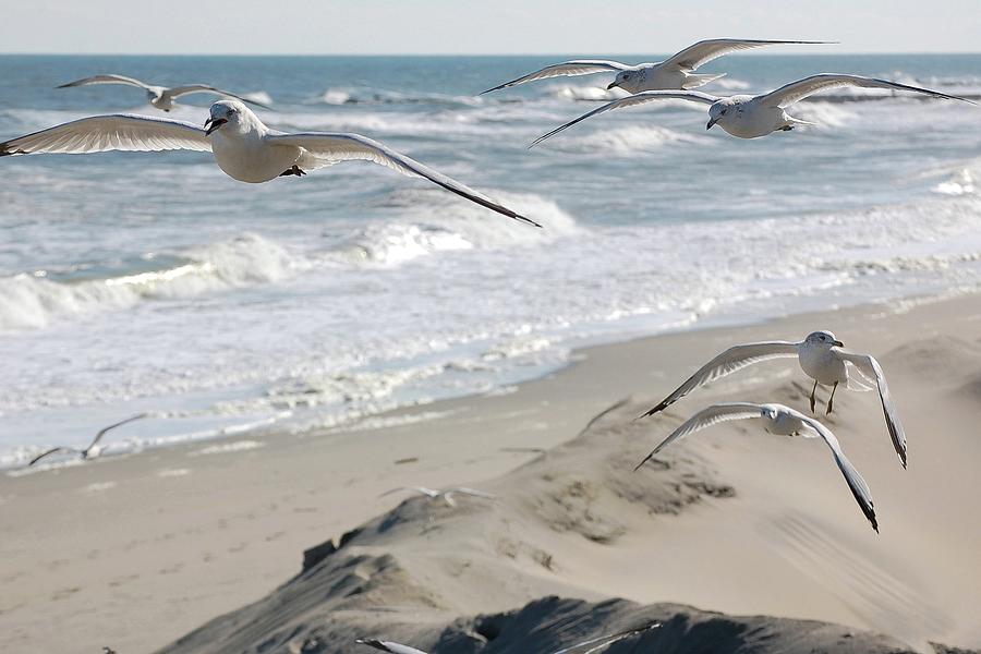 A Flock Of Seagulls Photograph
