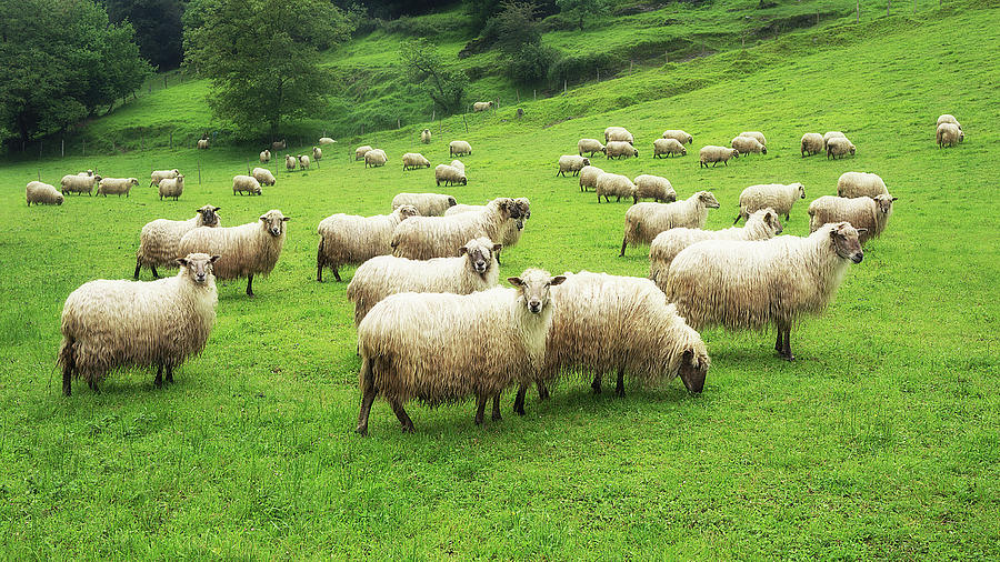 A flock of sheep Photograph by Mikel Martinez de Osaba