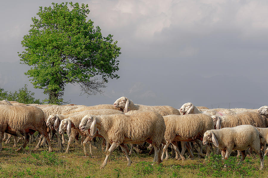 A flock of sheep Photograph by Wolfgang Stocker