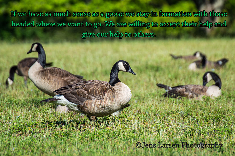 A Flock Together Photograph by Jens Larsen - Fine Art America