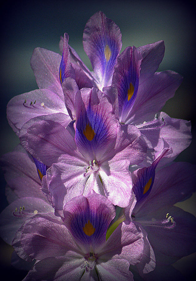 A Floral Splendor Photograph by Lori Seaman