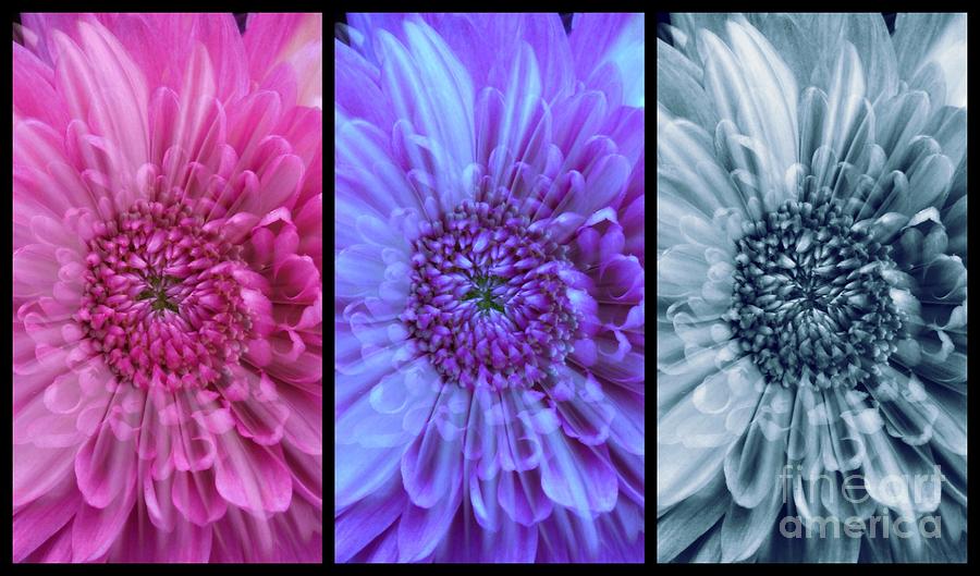 A Floral Triptych  Photograph by Joan-Violet Stretch