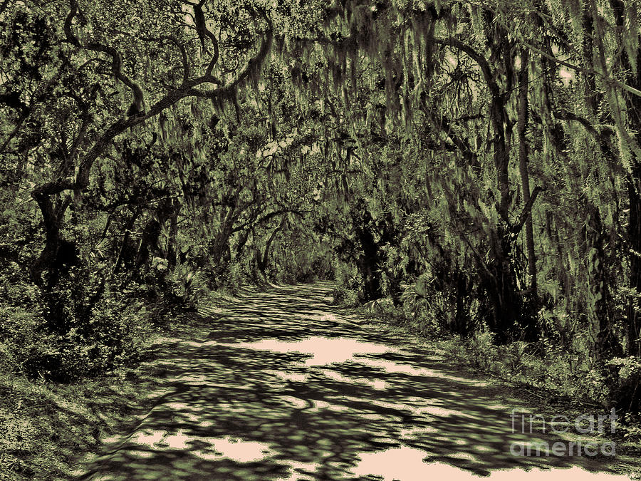 Tree Photograph - A Florida Canopy by Lydia Holly