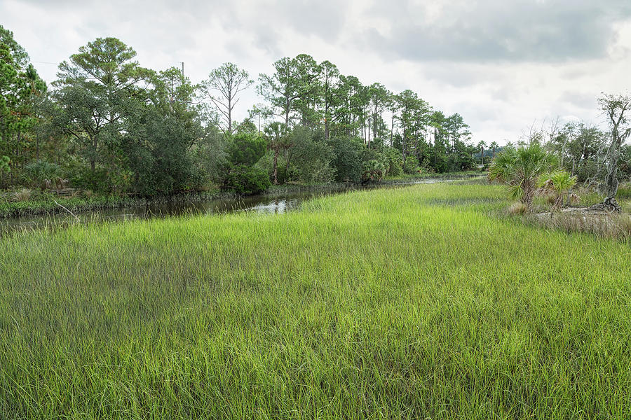 A Florida Fen Photograph by John M Bailey