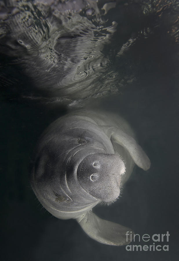 A Florida Manatee In The Warm Waters Photograph by Terry Moore