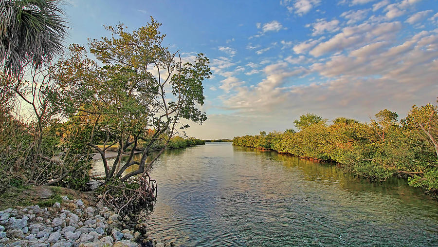 A Florida Mangrove Estuary Photograph by HH Photography of Florida