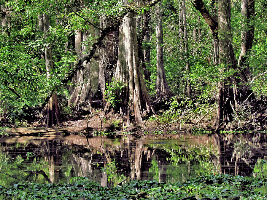 A Florida Riverine Forest 2 Photograph by John Trommer | Fine Art America