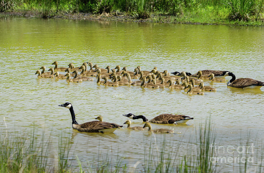 A Flotilla Of Geese Photograph by Paul Mashburn