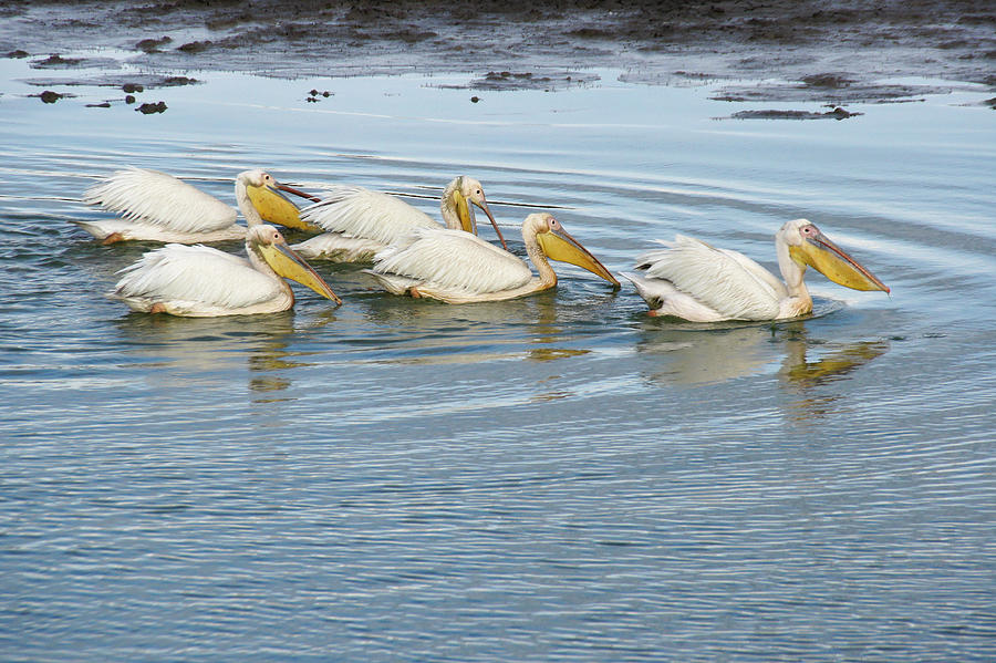A Flotilla of Pelicans Photograph by Michele Burgess