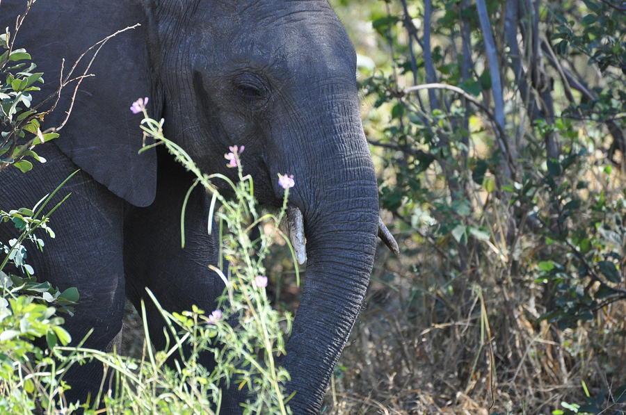 A Flower  A Elephant Photograph by Joe  Burns