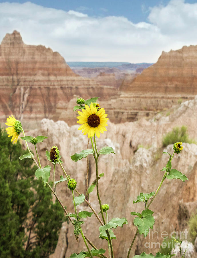 A Flower Blooms in Adversity Photograph by Karen Jorstad