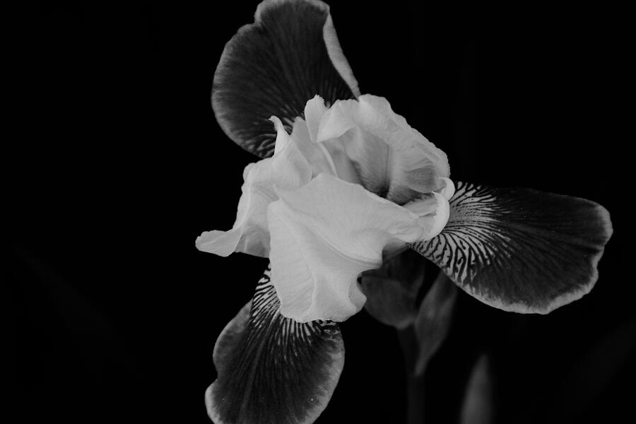 A Flower Photograph by John Schneider