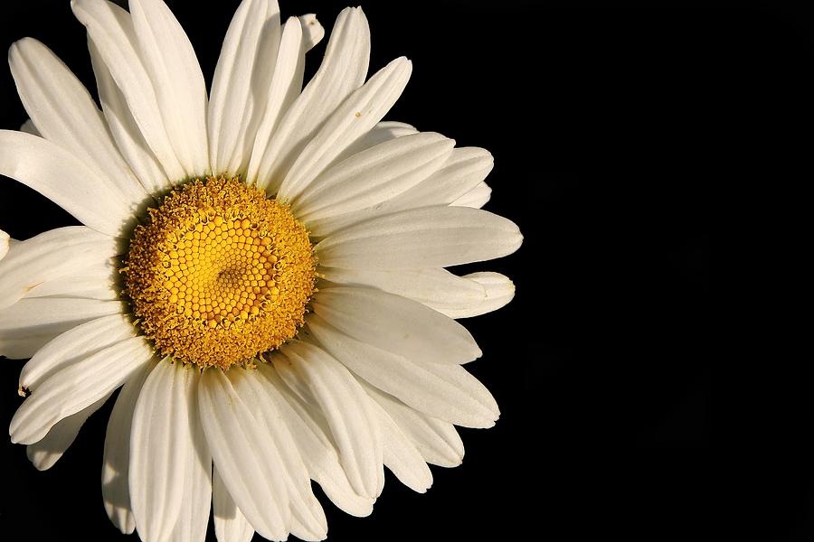 A Flower Named Daisy Photograph by David Andersen