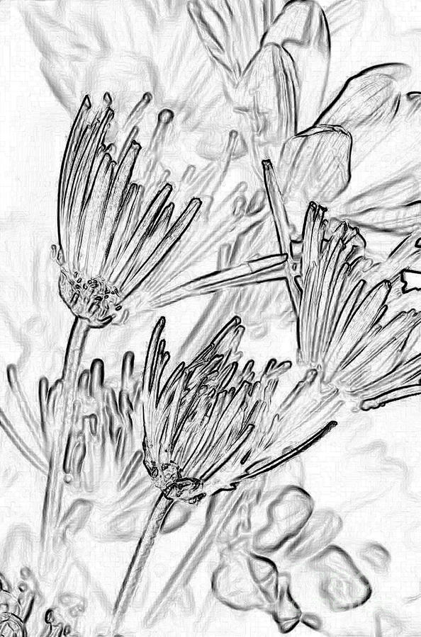 A Flower Sketch Photograph by Julie Lueders 