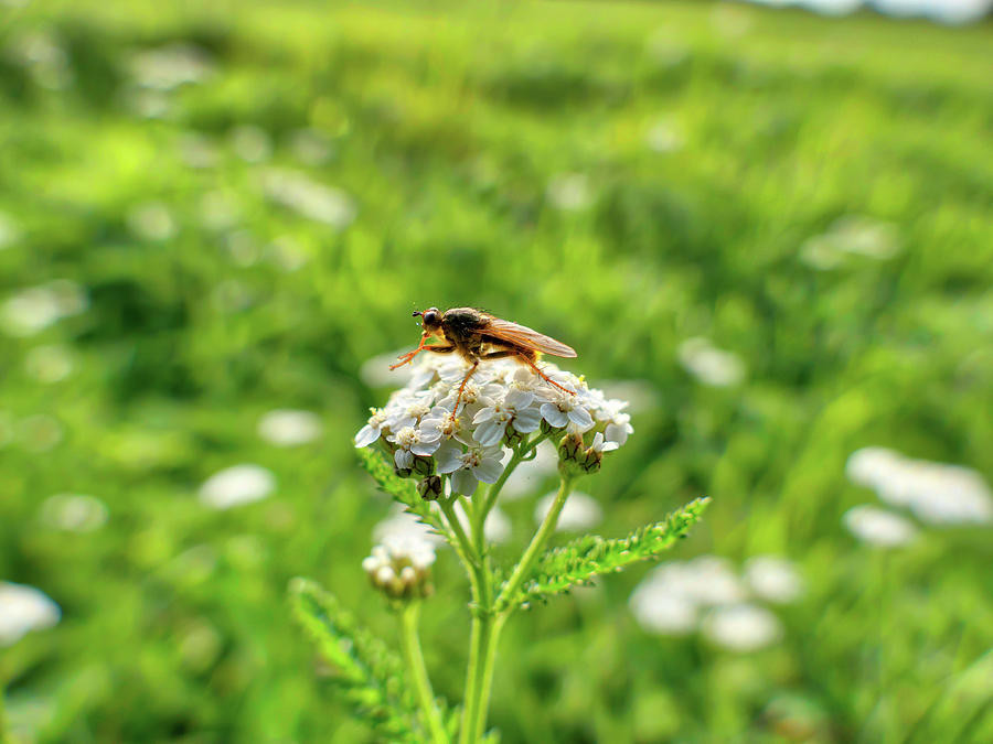 A Fly Is Sitting On A Meadow Plant Called Yarrow Photograph by Gina Koch