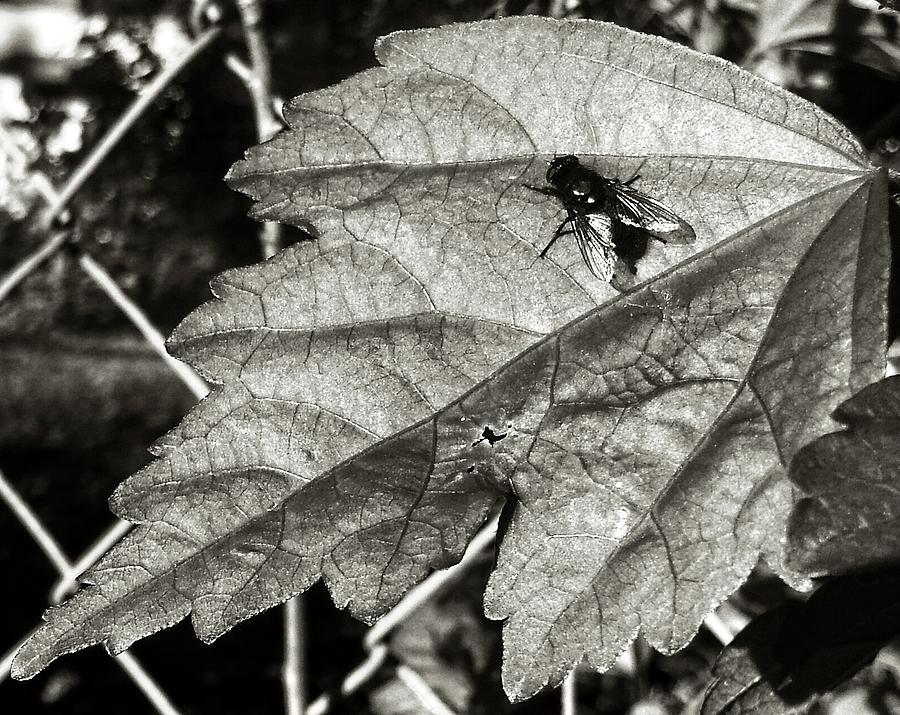 A Fly Photograph by Robert Knight