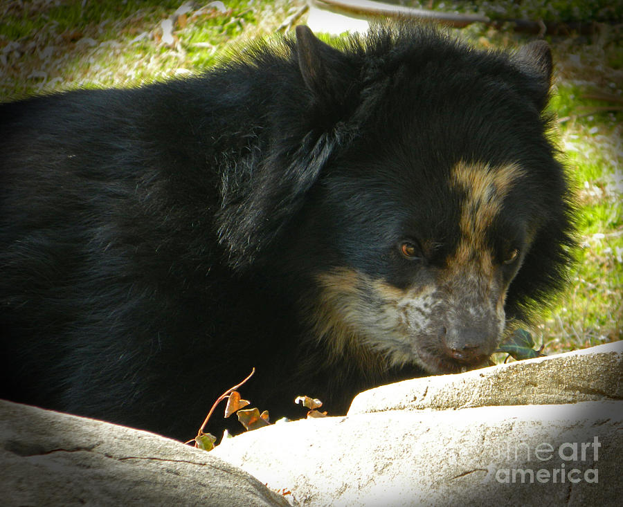 A Focused Andean Bear Photograph by Emmy Vickers