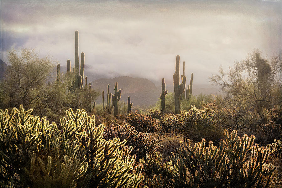 A Foggy Dawn in the Desert  Photograph by Saija Lehtonen