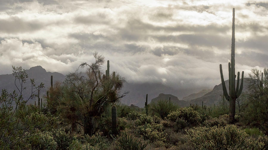 A Foggy Desert Morning  Photograph by Saija Lehtonen