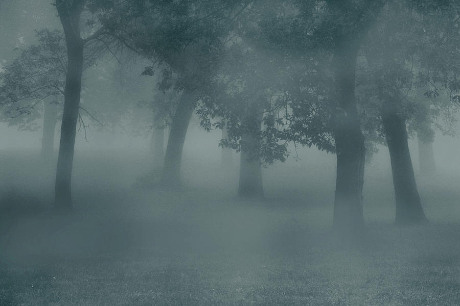 Tree Photograph - A Foggy Grove by Harold Eskew