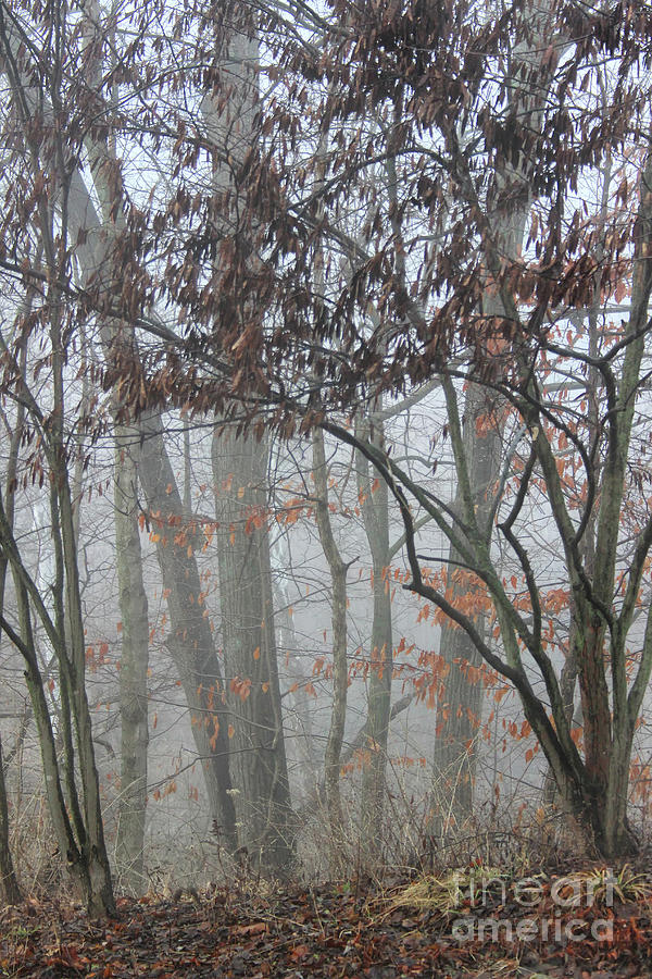 A Foggy Morn Photograph by Karen Adams