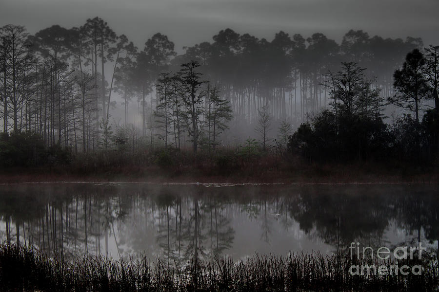 Tree Photograph - A foggy morning by David Lane
