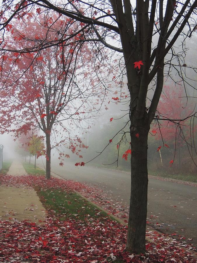 A Foggy November Morning Photograph