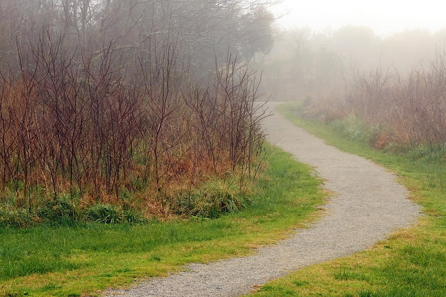 A Foggy Path Photograph by Travis Rogers