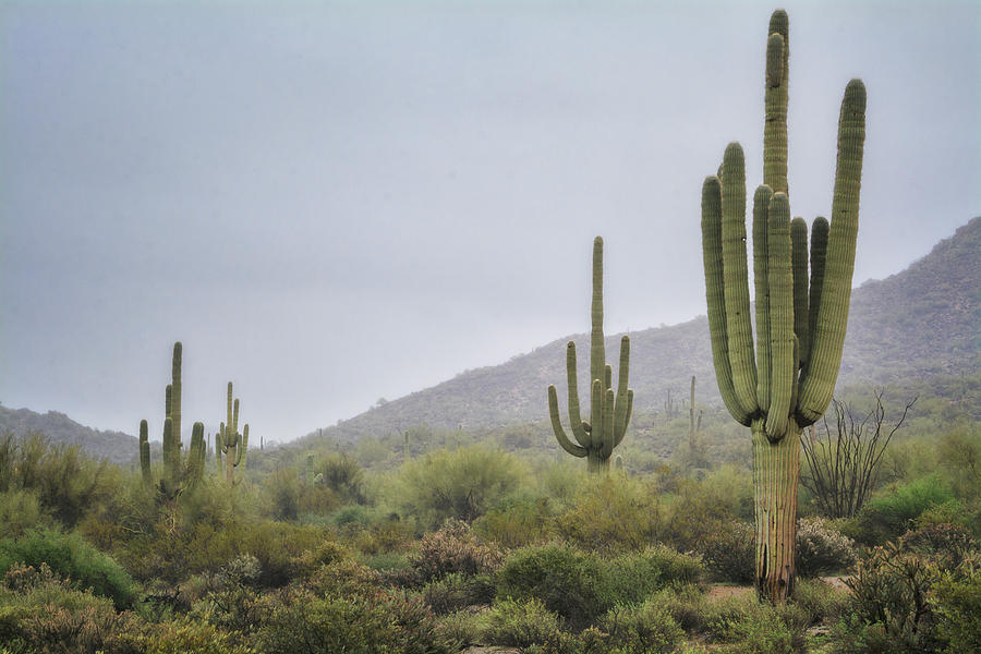 A Foggy Sonoran Day  Photograph by Saija Lehtonen
