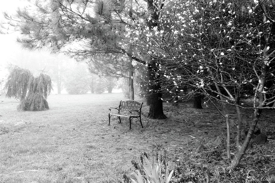 A Foggy Spring Morning in Black and White Photograph by Trina Ansel