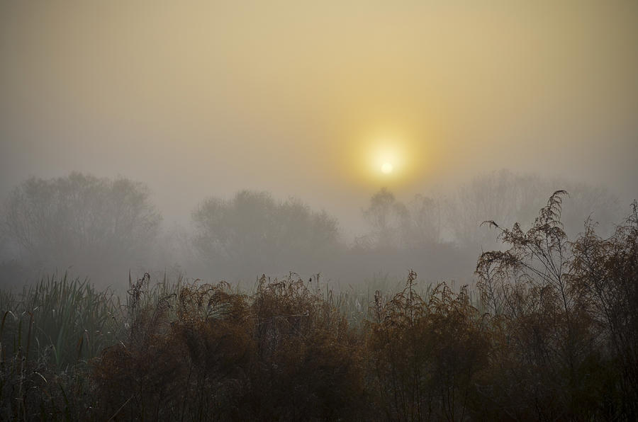 A Foggy Sunrise Photograph by Carolyn Marshall