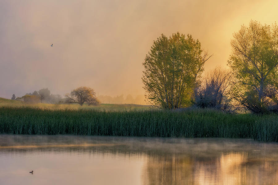 A Foggy Sunrise Photograph by Marc Crumpler