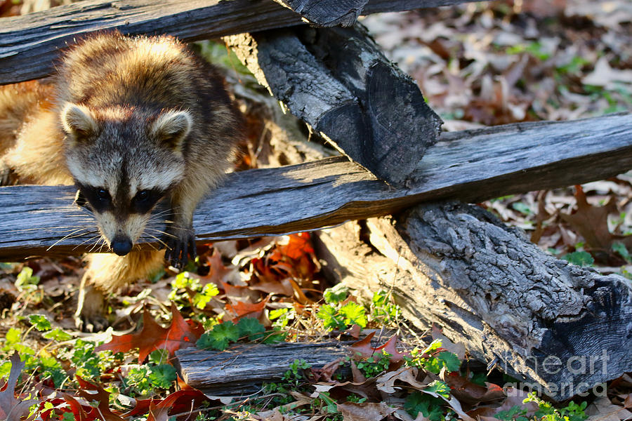 A Foraging Raccoon Photograph by Rachel Morrison