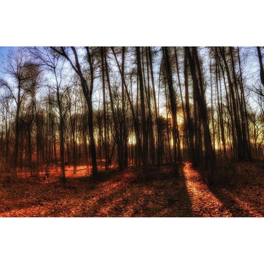 Nature Photograph - A Forest Aglow

#forest #nature by Blake Butler