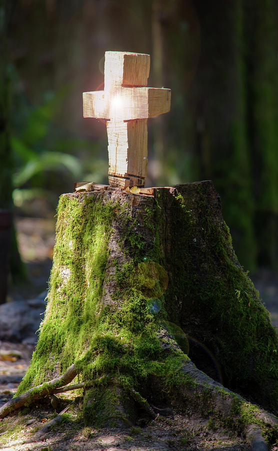 A Forest Altar Photograph by Tikvahs Hope