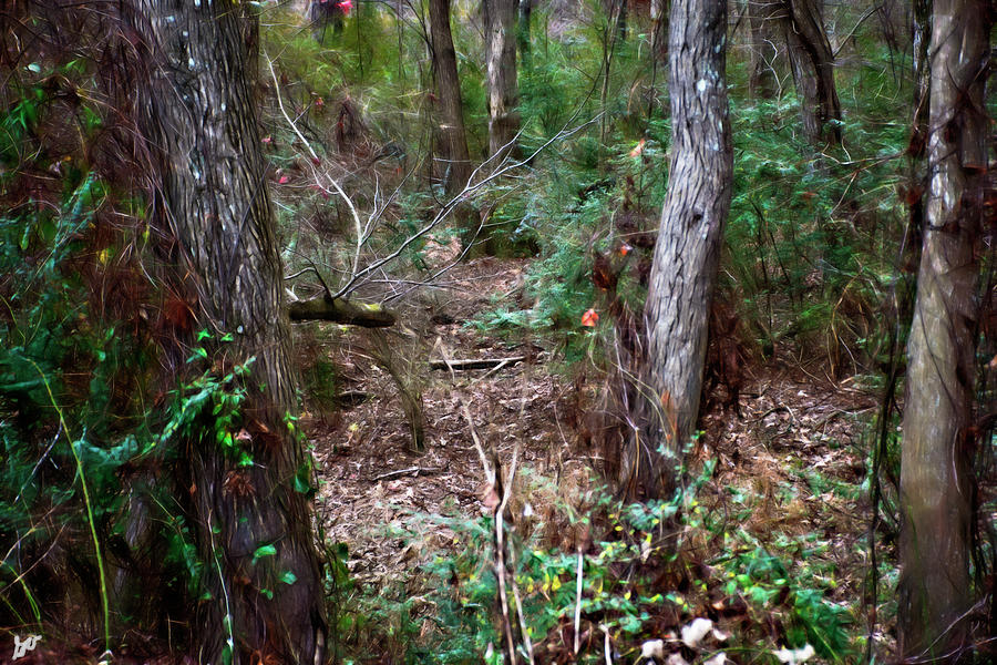 A Forest Clearing Photograph