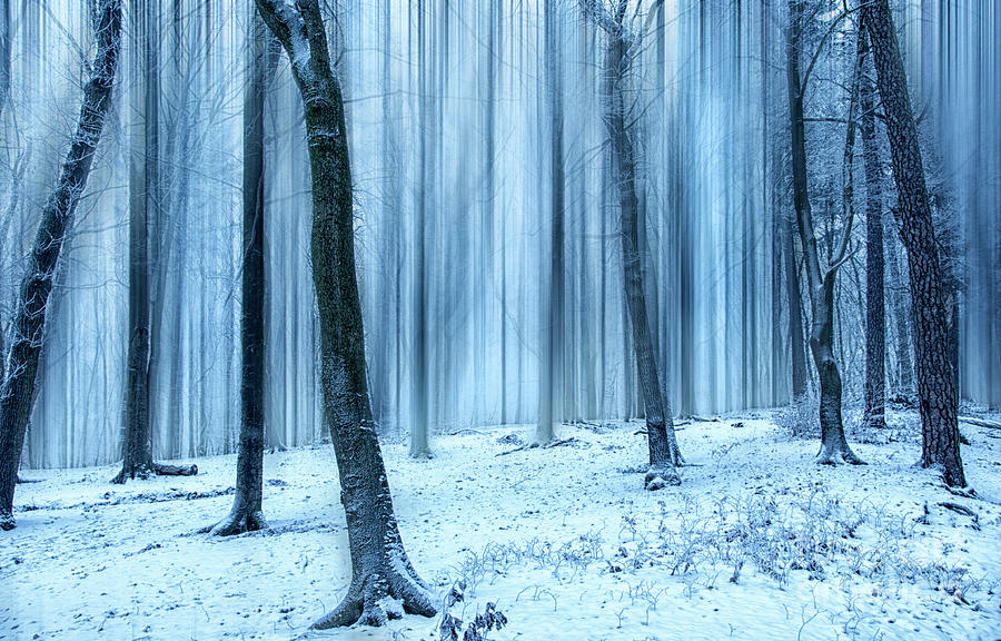 A Forest in Winter Photograph by David Lichtneker