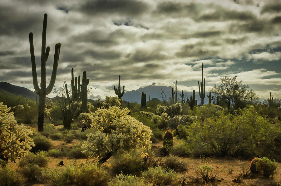 A Forest of Cactus  Photograph by Saija Lehtonen