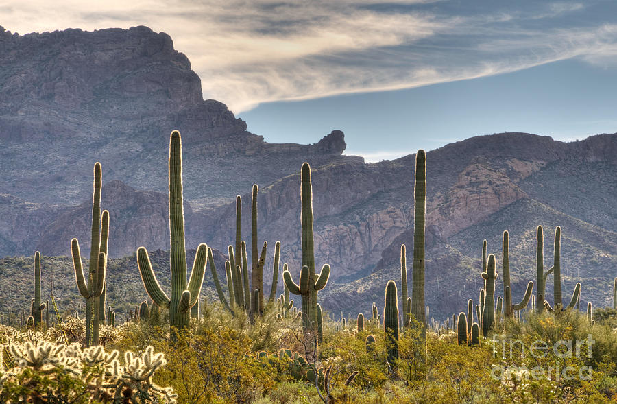 A Forest of Saguaro Cacti Photograph by Vivian Christopher