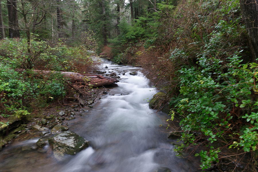 A forest stream Photograph by Jeff Swan