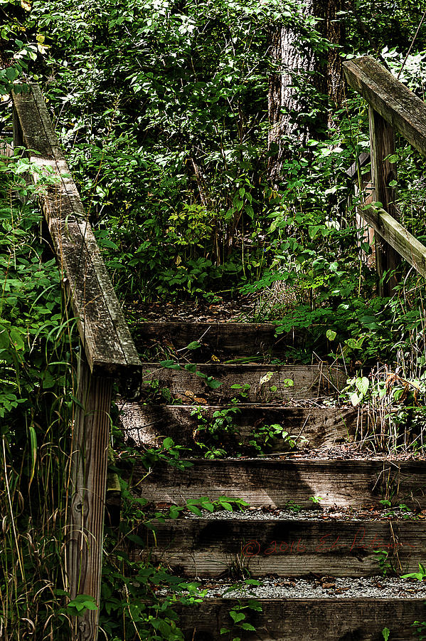 A Forest Wooden Stairway Photograph by Ed Peterson
